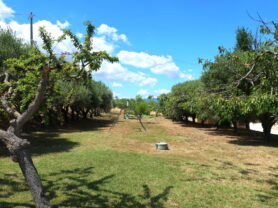 Agenzia Immobiliare Caporalini - Casa bifamiliare - Annuncio SS829 - Foto: 160