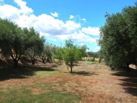 Agenzia Immobiliare Caporalini - Casa bifamiliare - Annuncio SS829 - Foto: 162