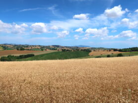 Agenzia Immobiliare Caporalini - Casa bifamiliare - Annuncio SS829 - Foto: 163