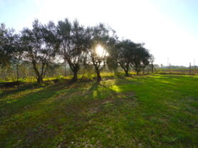 Agenzia Immobiliare Caporalini - Casa colonica - Annuncio SS837 - Foto: 13