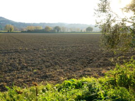 Agenzia Immobiliare Caporalini - Casa colonica - Annuncio SS837 - Foto: 14