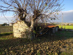 Agenzia Immobiliare Caporalini - Casa colonica - Annuncio SS837 - Foto: 7
