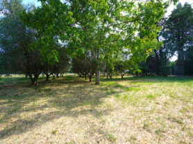 Agenzia Immobiliare Caporalini - Villa - Annuncio SS847 - Foto: 83