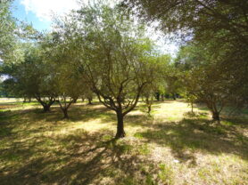 Agenzia Immobiliare Caporalini - Villa - Annuncio SS847 - Foto: 85