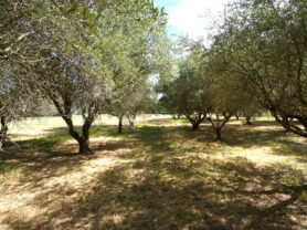 Agenzia Immobiliare Caporalini - Villa - Annuncio SS847 - Foto: 86