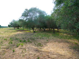 Agenzia Immobiliare Caporalini - Villa - Annuncio SS847 - Foto: 87