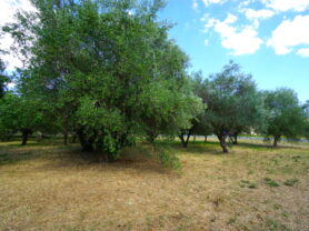 Agenzia Immobiliare Caporalini - Villa - Annuncio SS847 - Foto: 88