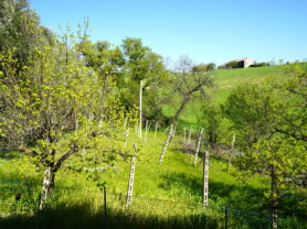 Agenzia Immobiliare Caporalini - Casa colonica - Annuncio SS841-3 - Foto: 45