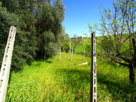 Agenzia Immobiliare Caporalini - Casa colonica - Annuncio SS841-1 - Foto: 46