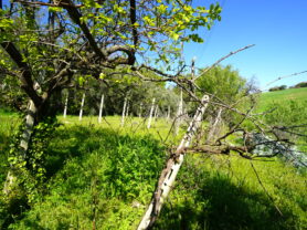 Agenzia Immobiliare Caporalini - Casa colonica - Annuncio SS841-1 - Foto: 47