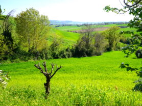 Agenzia Immobiliare Caporalini - Casa colonica - Annuncio SS841-3 - Foto: 48