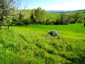 Agenzia Immobiliare Caporalini - Casa colonica - Annuncio SS841-1 - Foto: 49