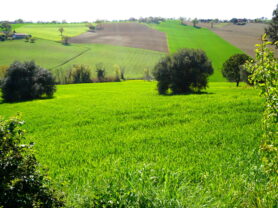 Agenzia Immobiliare Caporalini - Terreno agricolo - Annuncio SS841-2 - Foto: 0