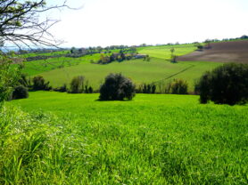 Agenzia Immobiliare Caporalini - Casa colonica - Annuncio SS841-3 - Foto: 77