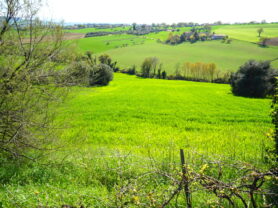 Agenzia Immobiliare Caporalini - Terreno agricolo - Annuncio SS841-2 - Foto: 2