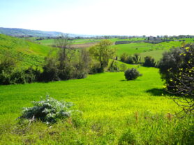 Agenzia Immobiliare Caporalini - Terreno agricolo - Annuncio SS841-2 - Foto: 3