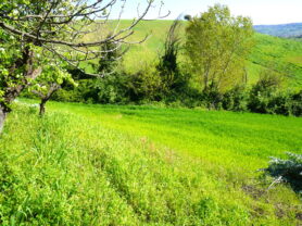 Agenzia Immobiliare Caporalini - Terreno agricolo - Annuncio SS841-2 - Foto: 4