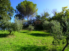 Immobiliare Caporalini real-estate agency - Detached house - Ad SS766 - Picture: 58