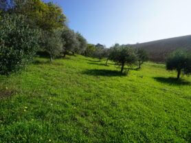 Immobiliare Caporalini real-estate agency - Detached house - Ad SS766 - Picture: 59