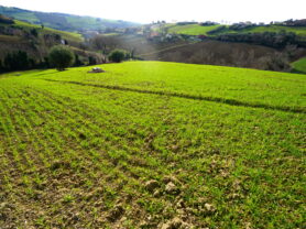 Agenzia Immobiliare Caporalini - Terreno agricolo - Annuncio SS857 - Foto: 9