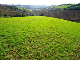 Agenzia Immobiliare Caporalini - Terreno agricolo - Annuncio SS857 - Foto: 10