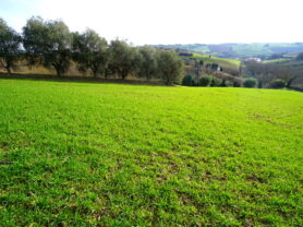 Agenzia Immobiliare Caporalini - Terreno agricolo - Annuncio SS857 - Foto: 11