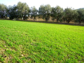 Agenzia Immobiliare Caporalini - Terreno agricolo - Annuncio SS857 - Foto: 12