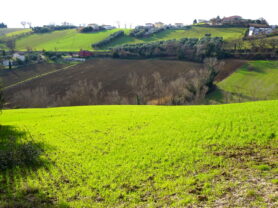 Agenzia Immobiliare Caporalini - Terreno agricolo - Annuncio SS857 - Foto: 13