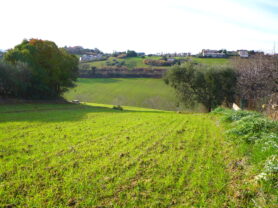 Agenzia Immobiliare Caporalini - Terreno agricolo - Annuncio SS857 - Foto: 1