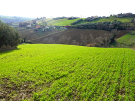 Agenzia Immobiliare Caporalini - Terreno agricolo - Annuncio SS857 - Foto: 2