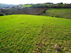Agenzia Immobiliare Caporalini - Terreno agricolo - Annuncio SS857 - Foto: 5