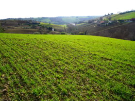 Agenzia Immobiliare Caporalini - Terreno agricolo - Annuncio SS857 - Foto: 6