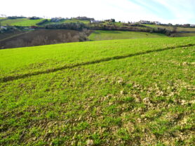 Agenzia Immobiliare Caporalini - Terreno agricolo - Annuncio SS857 - Foto: 7