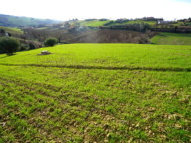 Agenzia Immobiliare Caporalini - Terreno agricolo - Annuncio SS857 - Foto: 8