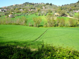 Agenzia Immobiliare Caporalini - Casa colonica - Annuncio SS860 - Foto: 9