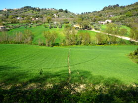 Agenzia Immobiliare Caporalini - Casa colonica - Annuncio SS860 - Foto: 10