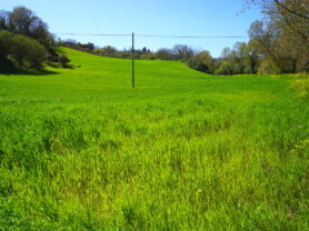 Agenzia Immobiliare Caporalini - Terreno agricolo - Annuncio SS860-1 - Foto: 2