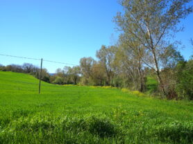 Agenzia Immobiliare Caporalini - Casa colonica - Annuncio SS860 - Foto: 12