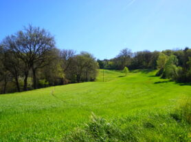 Agenzia Immobiliare Caporalini - Terreno agricolo - Annuncio SS860-1 - Foto: 0