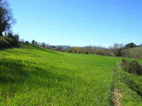 Agenzia Immobiliare Caporalini - Casa colonica - Annuncio SS860 - Foto: 7