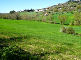 Agenzia Immobiliare Caporalini - Terreno agricolo - Annuncio SS860-1 - Foto: 5