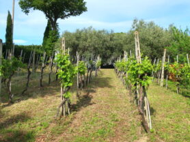 Agenzia Immobiliare Caporalini - Casa singola - Annuncio SS811 - Foto: 52