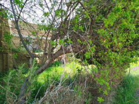 Agenzia Immobiliare Caporalini - Rustico/Casale - Annuncio SS862 - Foto: 4