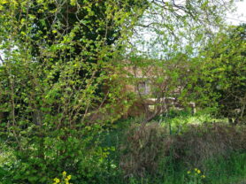 Agenzia Immobiliare Caporalini - Rustico/Casale - Annuncio SS862 - Foto: 5