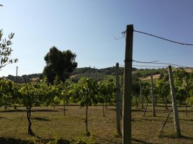 Immobiliare Caporalini real-estate agency - Farmhouse or Country House - Ad SS583 - Picture: 6