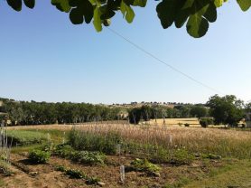 Immobiliare Caporalini real-estate agency - Farmhouse or Country House - Ad SS583 - Picture: 7