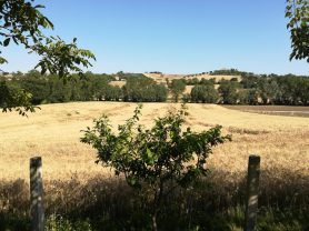 Immobiliare Caporalini real-estate agency - Farmhouse or Country House - Ad SS583 - Picture: 8