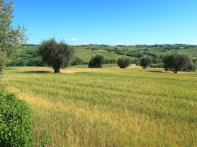 Immobiliare Caporalini real-estate agency - Farmhouse or Country House - Ad SS724 - Picture: 30