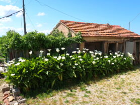 Immobiliare Caporalini real-estate agency - Farmhouse or Country House - Ad SS742 - Picture: 7