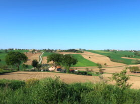 Immobiliare Caporalini real-estate agency - Farmhouse or Country House - Ad SS592 - Picture: 8